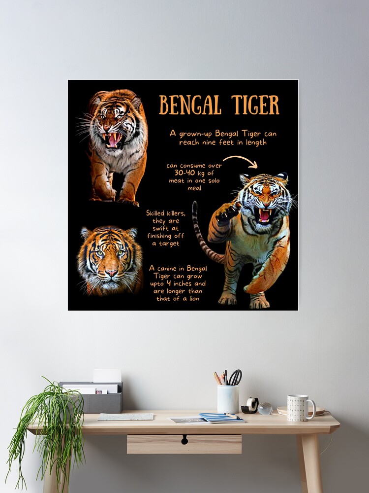 Bengal Tiger Fun Facts Art Board Print for Sale by KyleNesas