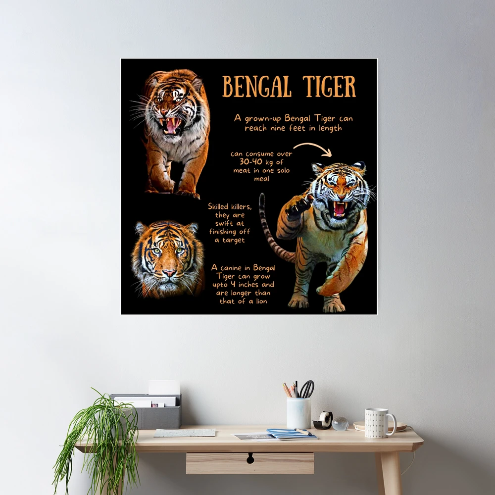 Bengal Tiger Fun Facts