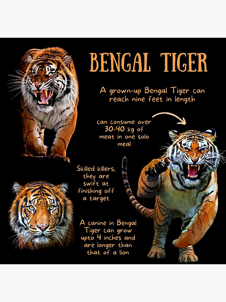 Interesting Facts About Royal Bengal Tiger, Joynagar