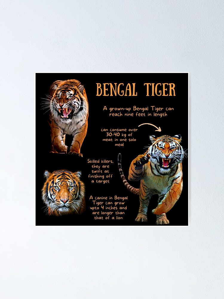 Interesting Facts About Royal Bengal Tiger, Joynagar