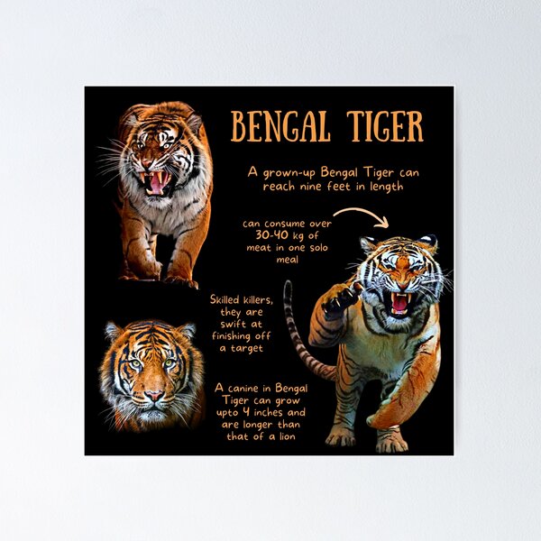 Bengal Tiger Poster Print / Infographic