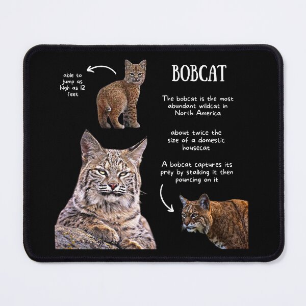 Item preview, Bobcat Fun Facts designed and sold by KyleNesas.