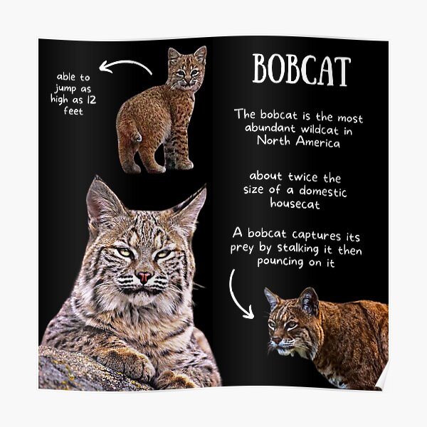 25 Facts About Bobcats