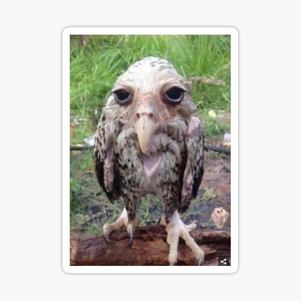 stupid wet owl  Sticker