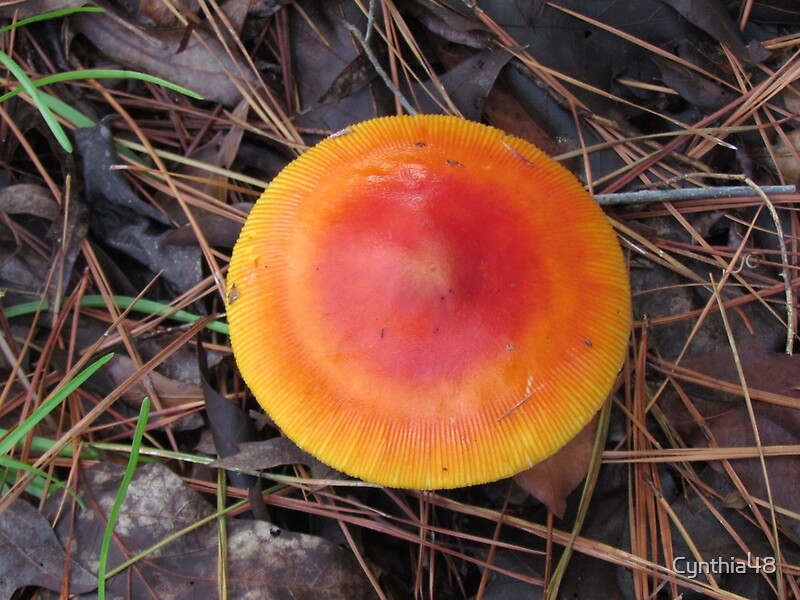 "Reddish Orange Mushroom" by Cynthia48 Redbubble