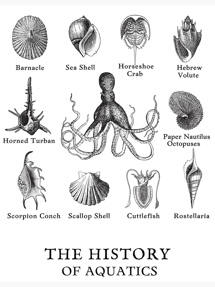 "The History of Aquatics" Poster for Sale by GeekRealm Redbubble