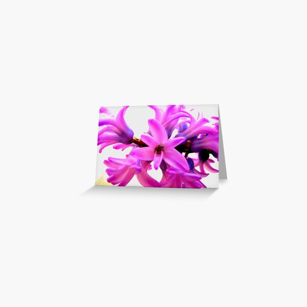 Hyacinth Greeting Card