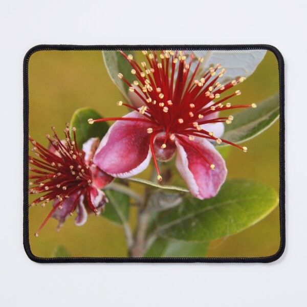Item preview, Feijoa designed and sold by coffeebean.