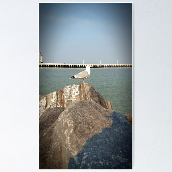 Seagull Poster