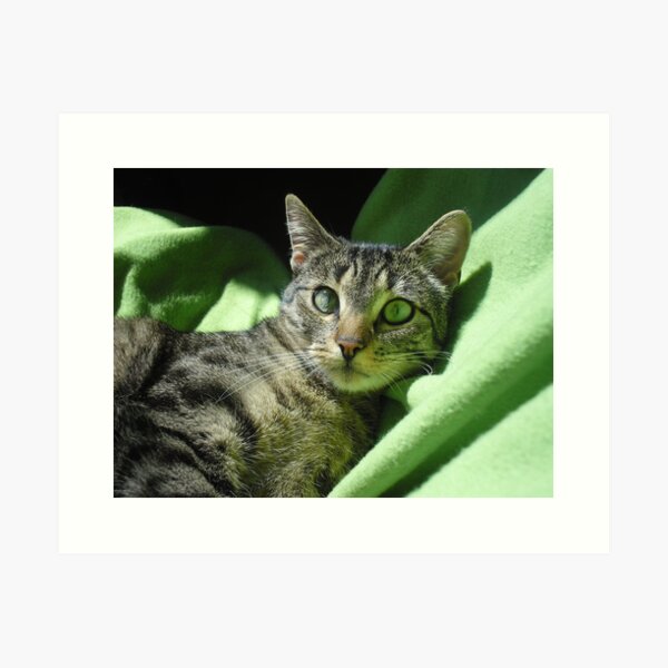 Green eyed cat Art Print