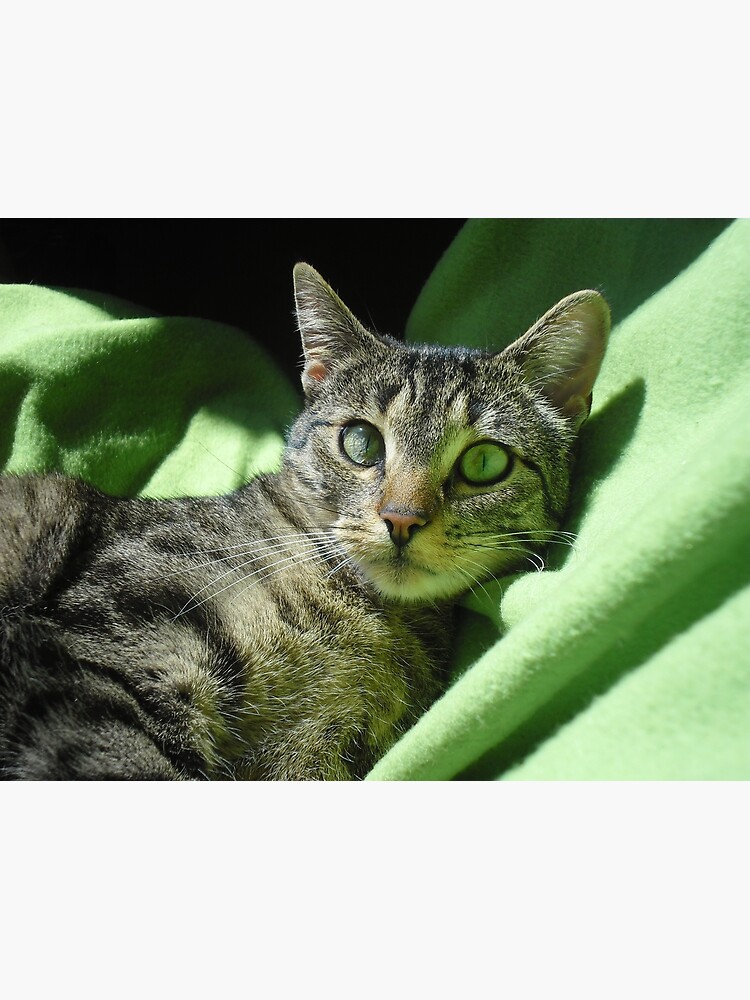 Thumbnail 3 of 3, Poster, Green eyed cat designed and sold by pandamis.