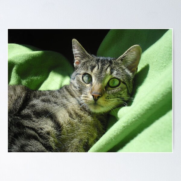 Green eyed cat Poster