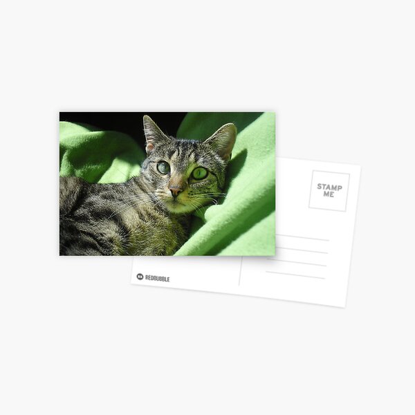Green eyed cat Postcard