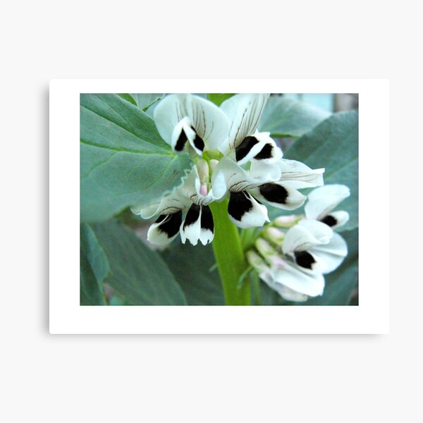 broadbean flowers Canvas Print
