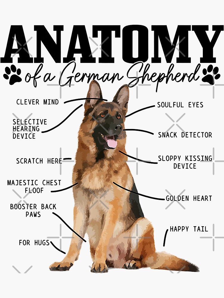 Anatomy Of A German Shepherd Funny Cute Dog Mom Dad