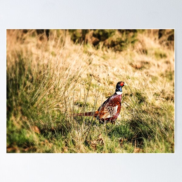 Item preview, Wandering pheasant designed and sold by JBrastedArt.