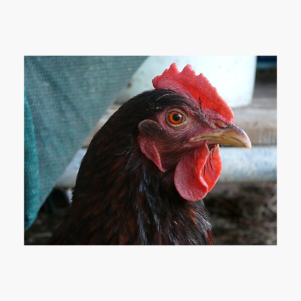 Aperçu de l'œuvre Pet Chook! créée et vendue par gregw.