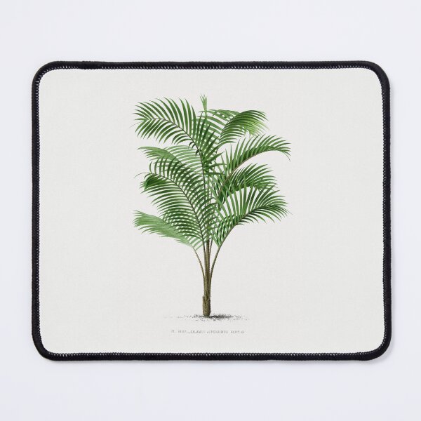 Item preview, Vintage Palm Tree Illustration - "PL. XXXIV_CALAMUS ASPERRIMUS, HORT. O" designed and sold by Studio 679.
