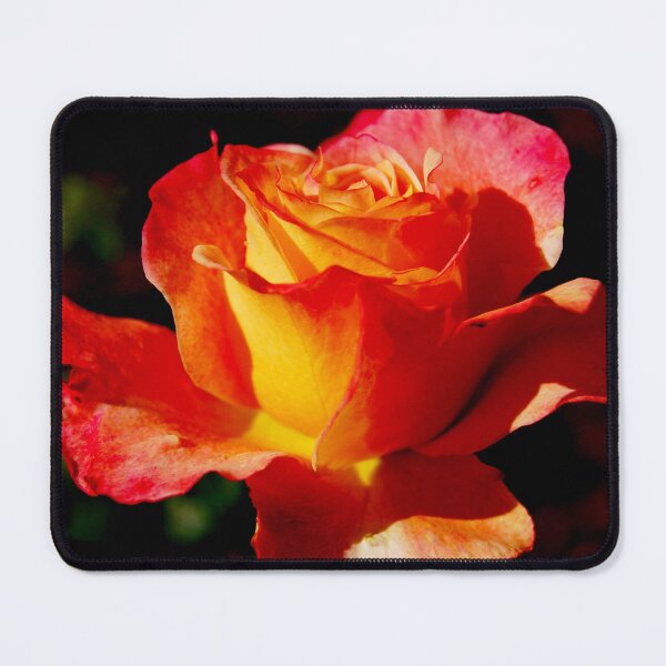 Item preview, Bright Rose designed and sold by WaterGardens.