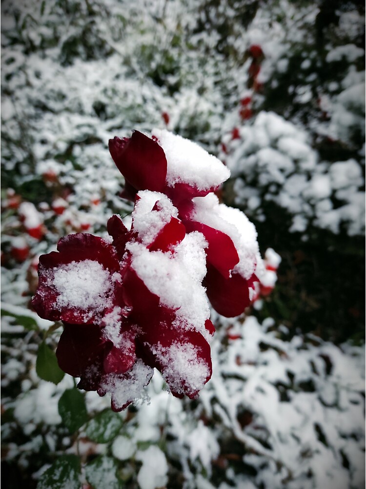 Thumbnail 3 von 3, Sticker, Rote Rose mit Schnee designt und verkauft von Gourmetkater.
