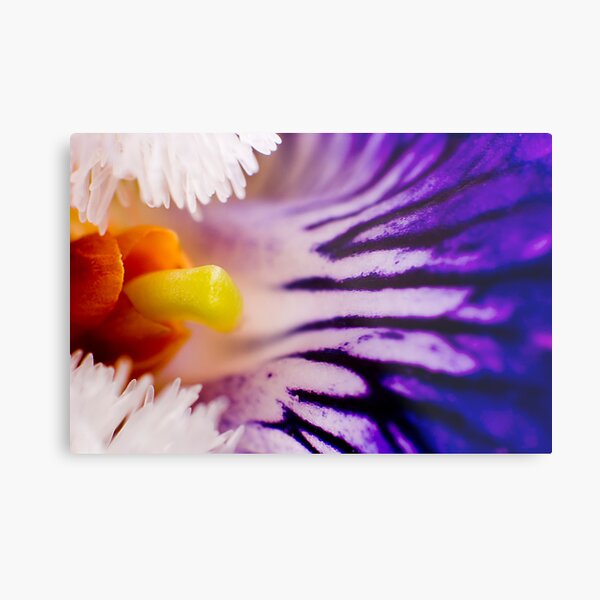 Violet I Metal Print