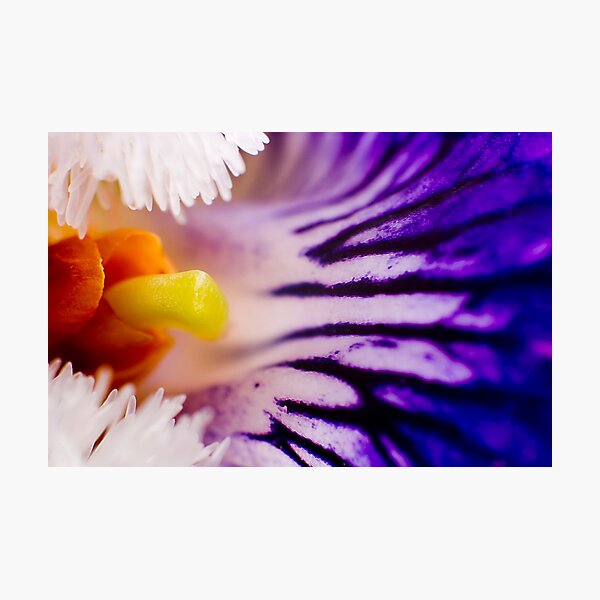 Violet I Photographic Print