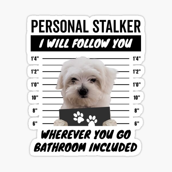 Item preview, Personal Stalker Dog – Maltese designed and sold by More Cute Dogs.