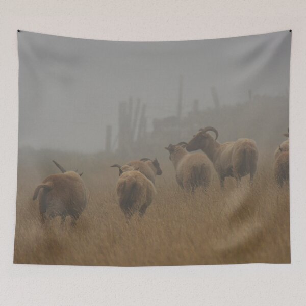 Item preview, Manx Loaghtan sheep strutting - photography designed and sold by Paul Davenport.