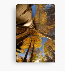 Autumn Aspens Metal Print