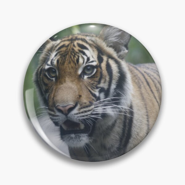Item preview, Tiger designed and sold by Shelly Straub.