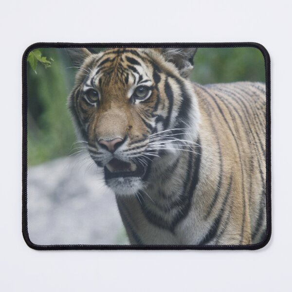 Item preview, Tiger designed and sold by Shelly Straub.
