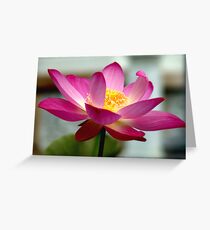Pink Lotus Greeting Card