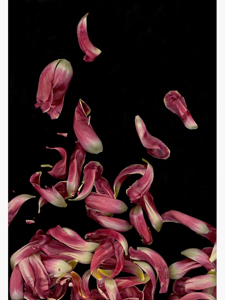 Thumbnail 3 of 3, Sticker, Tulip Petals Dark Floral designed and sold by LindasPhotoArt.