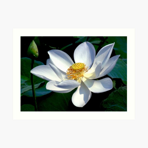 White Lotus Art Print