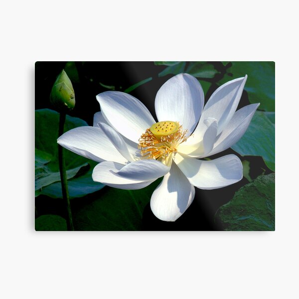 White Lotus Metal Print