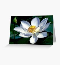 White Lotus Greeting Card