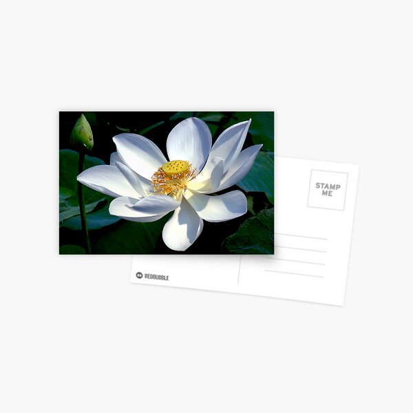 White Lotus Postcard
