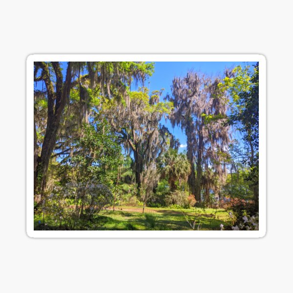Item preview, Trees in Florida designed and sold by Shapes-Mania.