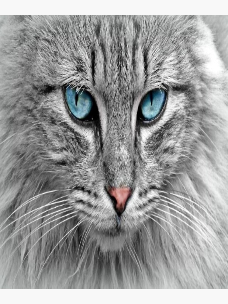 Lienzo «bonita mirada de gato azul, adorable mirada de gato azul ...