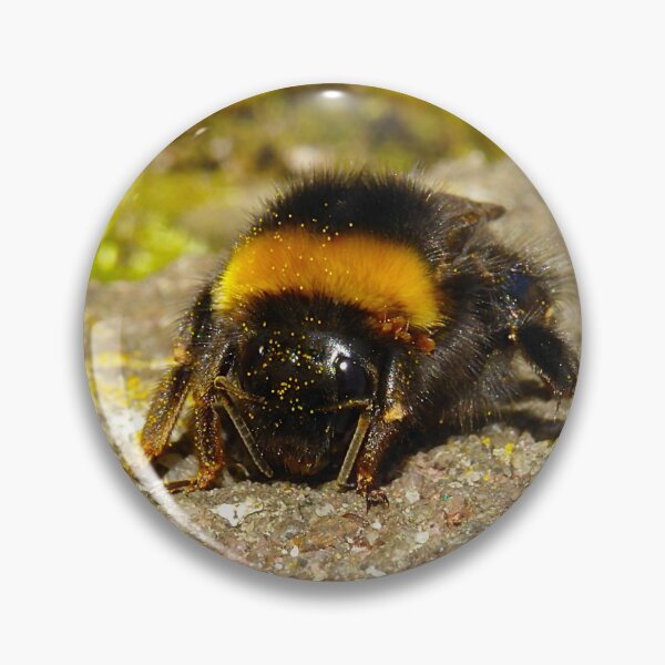 Item preview, Fat hairy bumble bee queen chilling in the sun designed and sold by sopfanna.