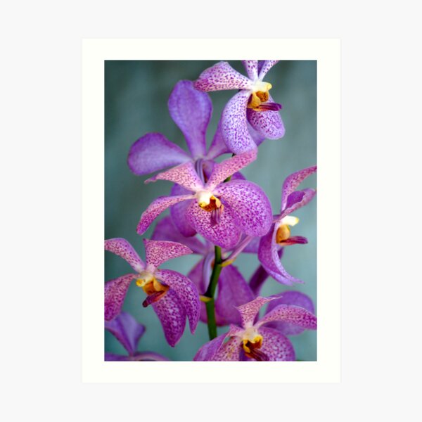 Purple Orchids Art Print