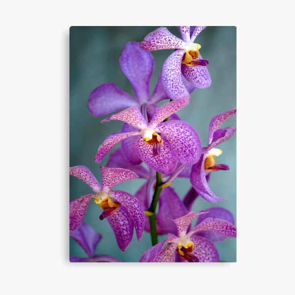 Purple Orchids Canvas Print