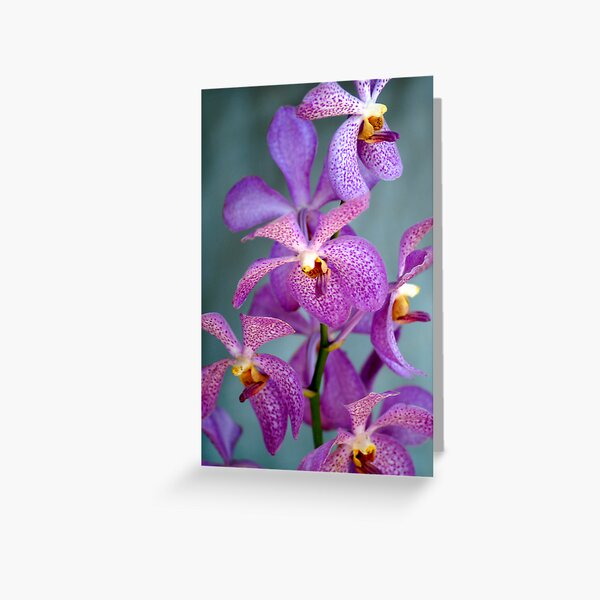 Purple Orchids Greeting Card