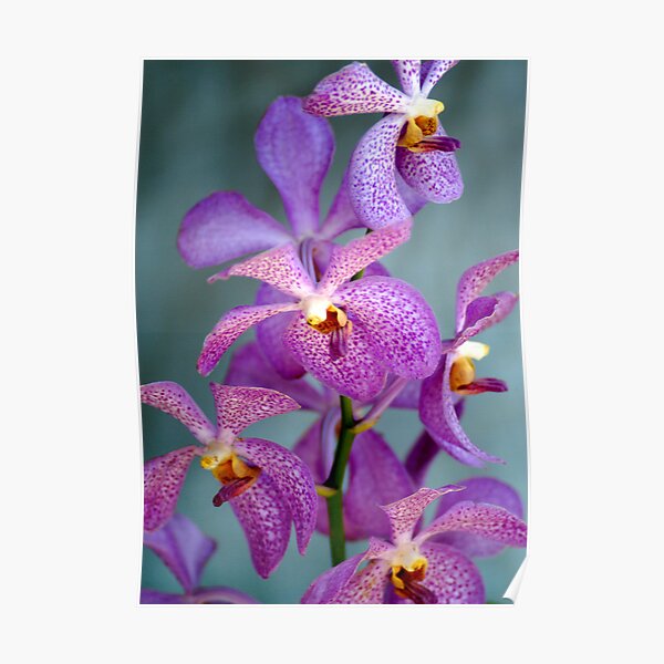 Purple Orchids Poster