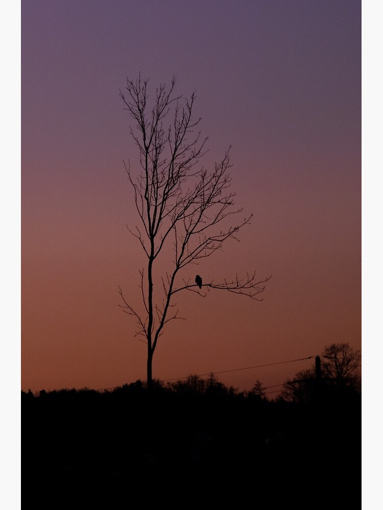 Disover lone buzzard on a colorful evening Premium Matte Vertical Poster