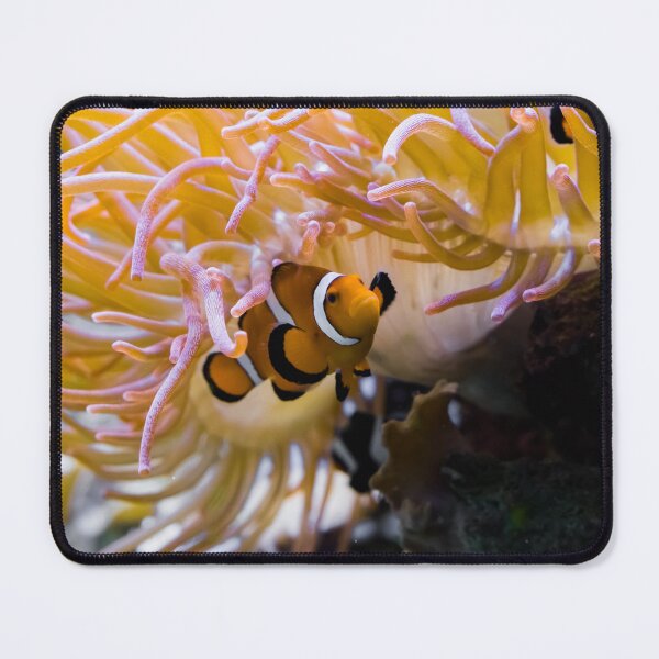 Item preview, White and Orange Percula Clown Fish Hiding Under a Sea Anemone designed and sold by GearGirlNJ.