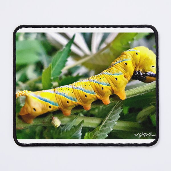 Item preview, Acherontia atropos or African death's-head hawkmoth (caterpillar). designed and sold by elGatCendrer.