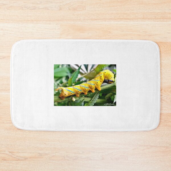 Item preview, Acherontia atropos or African death's-head hawkmoth (caterpillar). designed and sold by elGatCendrer.