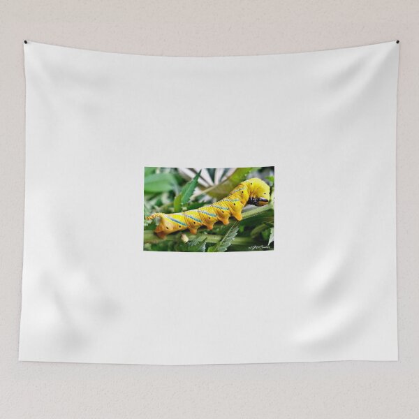 Item preview, Acherontia atropos or African death's-head hawkmoth (caterpillar). designed and sold by elGatCendrer.