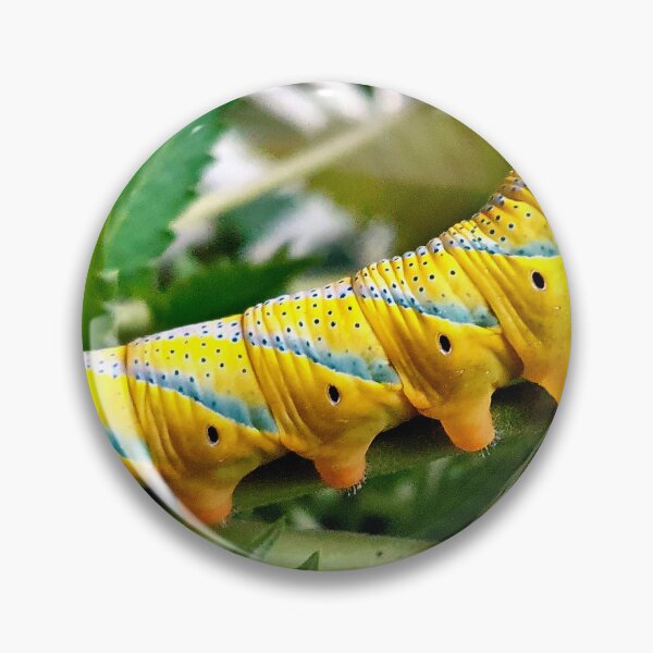 Item preview, Acherontia atropos or African death's-head hawkmoth (caterpillar). designed and sold by elGatCendrer.